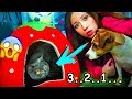 ПЕРВАЯ РЕАКЦИЯ СОБАКИ НА КОШКУ У МЕНЯ ДОМА КОШКА | Elli Di Pets