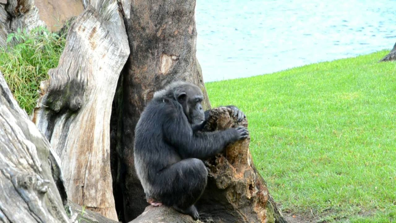 チンパンジー - BIOPARC Valencia 動物シート