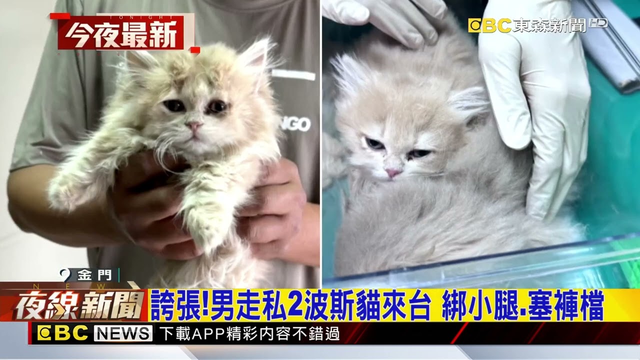 小三通抵金門轉機 男褲檔「喵喵叫」揪藏2波斯貓@newsebc