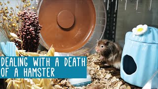 Dealing with a Death of a Hamster