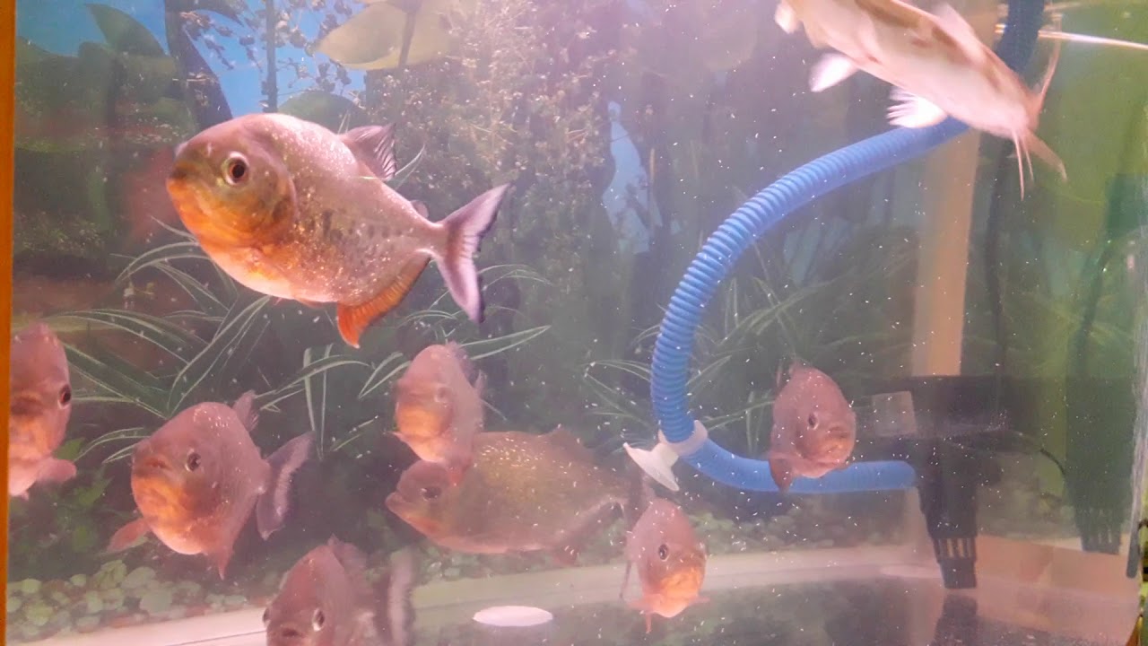  Ikan  Piranha  makan  ikan  lele YouTube