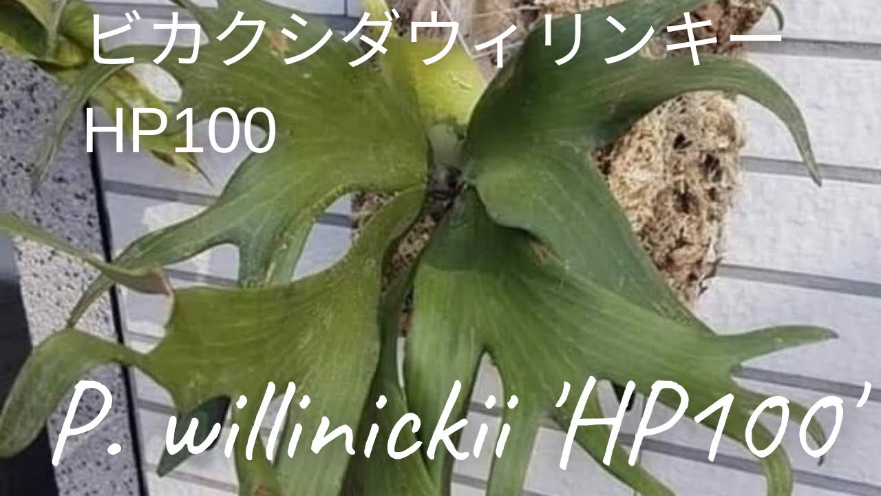 品種名／P.willinckii 　　ビカクシダ ウィリンキー