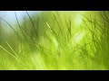 Футаж — Зеленая трава. Футажи (footage) красивая природа [FullHD]