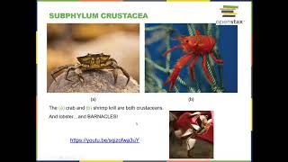 BIOL 1407 Chapter 28 Part 4 Recorded Lecture Arthropoda and Echinodermata