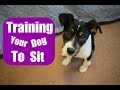 Dog Training: Teaching Sit Command