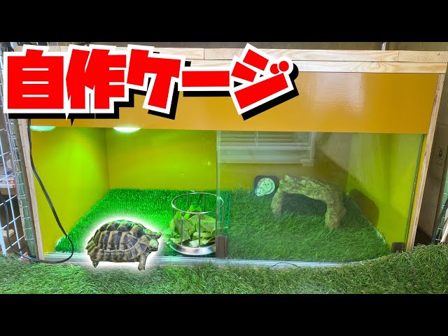 Super easy! Tortoise breeding setup that even beginners can do