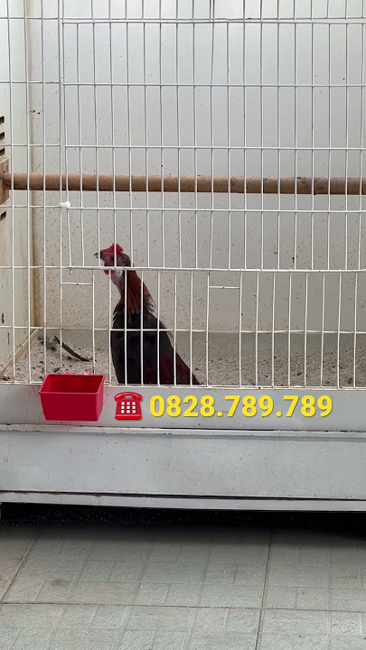 Gà rừng rặc gáy giọng rung ực.