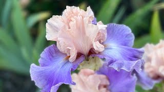 Stunning Irises in San Jose, Nola’s iris garden