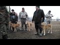 Выставка охотничьих собак в Жердевке 2019 года