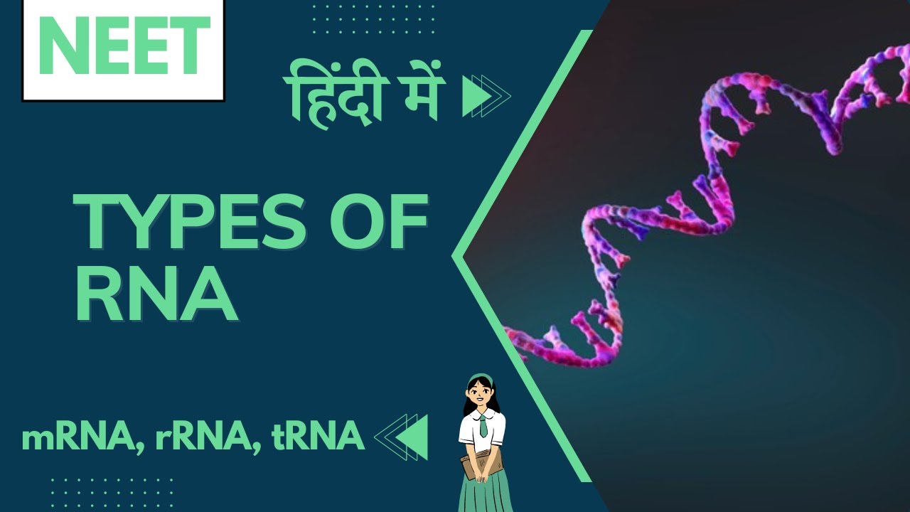 Types of RNA | all about mRNA, rRNA & tRNA | std 11 - YouTube