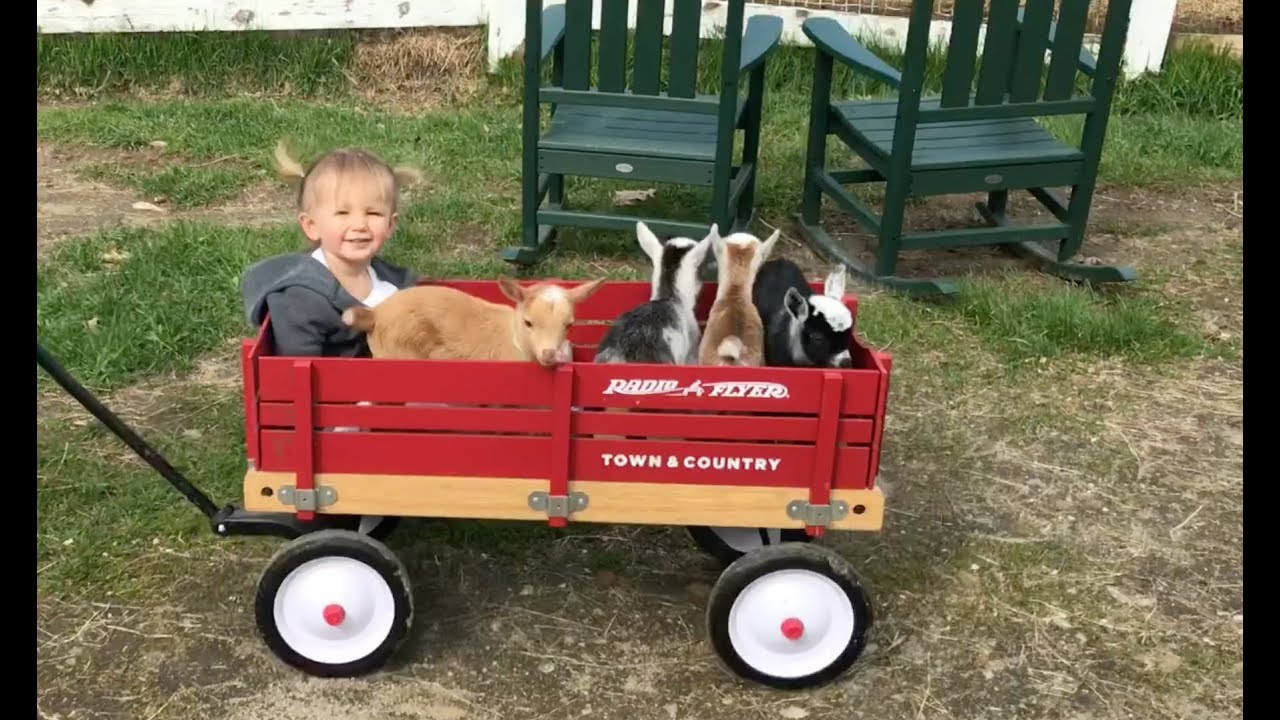 Cutest Wagon Ride Ever YouTube