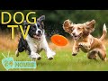 DOG TV: Video Entertain for Dogs to Watch - Music Prevent Boredom &amp; Anxiety for Dogs When Home Alone