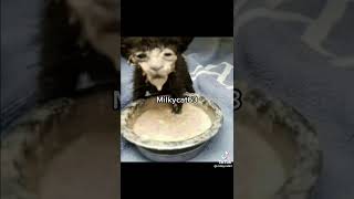 Milky Cat 63