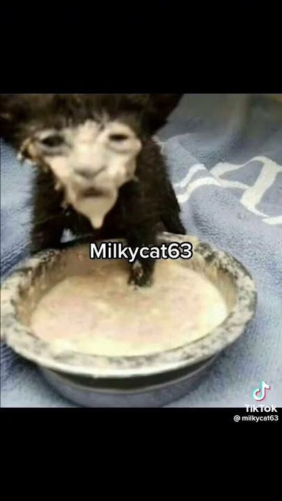 Download lagu Milky Cat 63
