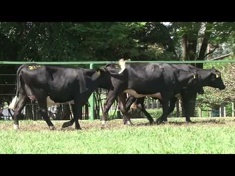 LOTE 224   FAZENDA SANTA LUZIA