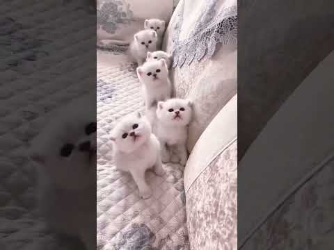 Cute kittens 😍😍🤩🤩 #youtubeshorts #trending #viral #shortsfeed