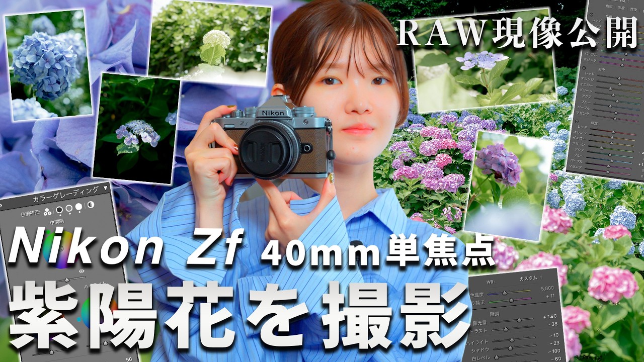 開封時撮影 Shooting hydrangeas with the Nikon Zf and a 40mm prime lens