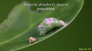 A Tajuria Deudorix Ingeni Flash Royal Caterpillar Turns Into A Pupa