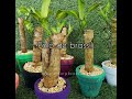 nombres de suculentas que podrás encontrar en @verdeybonito #suculentas #plantas