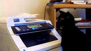 Cat vs. Printer