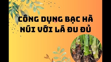 Công dụng bạc hà núi kết hợp lá đu đủ