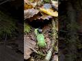 Underground Caterpillar Life 😱#DeepNature #MicroLife #WildDiscovery #POVVideo #NatureClips