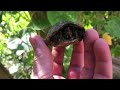 Spider vs. baby turtle!!!! (Jk) update on what’s happening time.