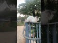 Allah maha tinggi #cat #cats #catlovers #catvideos #catshorts #catmemes #kucing #kitten #animal