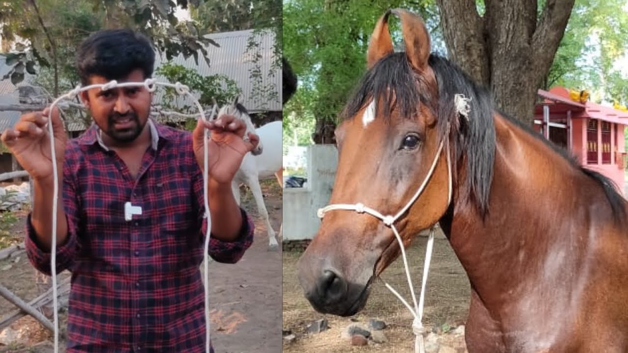 குதிரை வாய்பூட்டு செய்முறை