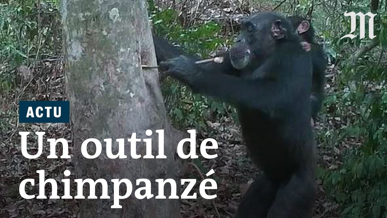 Des chimpanzés fabriquent un outil pour boire de l'eau 