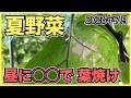【夏野菜】夏の昼に酢を散布すると葉が枯れる, 猛暑日と酷暑日は水不足で葉が小さくなる【2026年7月】
