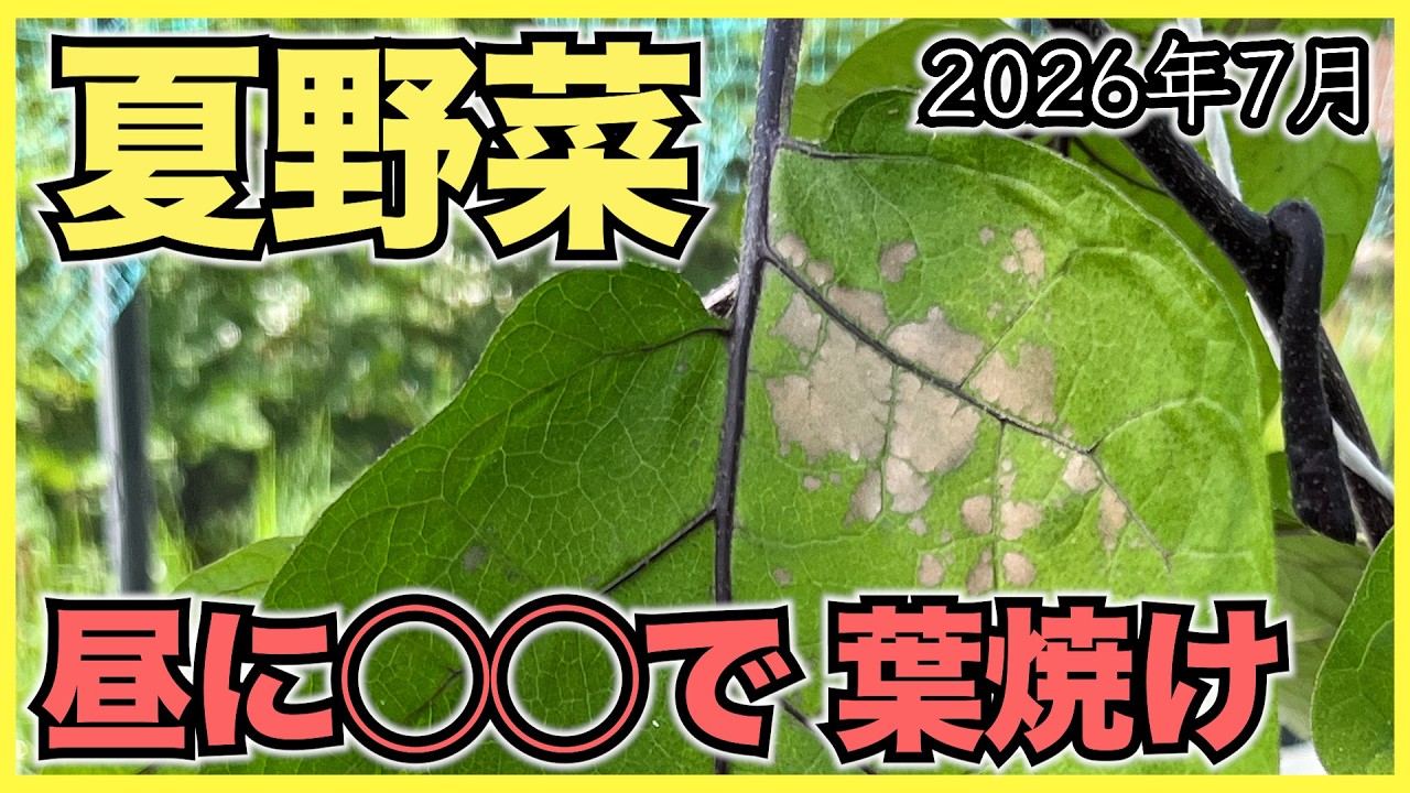 【夏野菜】夏の昼に酢を散布すると葉が枯れる, 猛暑日と酷暑日は水不足で葉が小さくなる【2026年7月】