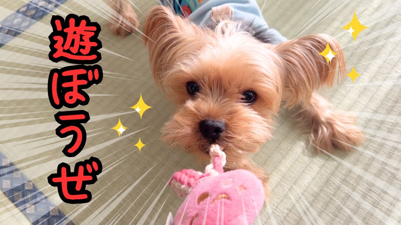 【ヨーキー】お家で楽しむ日✨【癒し】