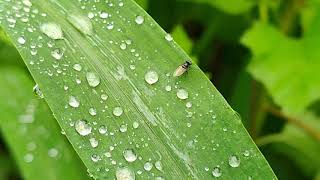 Dew Drops On Leaves | Nature Background | Nature Talkies screenshot 2