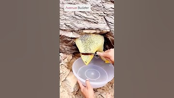 Sharing the process of harvesting honey good tools can improve the efficiency | #shorts