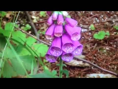 Video: Jedovaté Uhryznutie Hadom - Prvá Pomoc Pri Uhryznutí Hadom / Zmijou