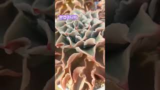 마디바다육이농장이화랜드010-3339-2461succulent 반려식물 shorts 식물재테크달인