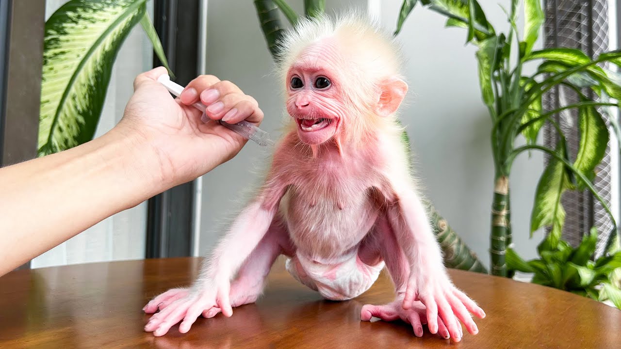 Monkey Baby Molly feels scared when Dad's brother gives her medicine