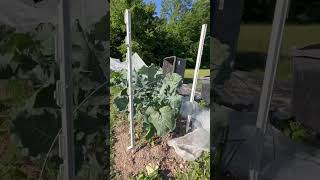 I Had NO IDEA De Cicco Broccoli Would Do This | Kentucky Zone 7