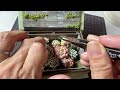 秘密の多肉ガーデン