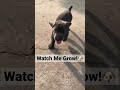 Cane Corso Massive Growth! 🐶