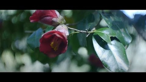 5PM Promise - 300 miles away feat . alcea (Official Music Video)