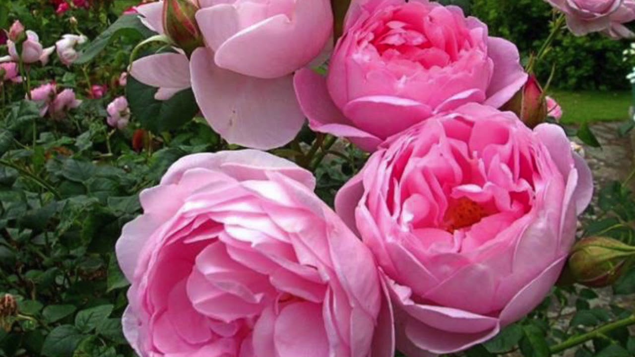 Emiliano Tardif. LIBERACION  y SANACION PARA CAMBIAR TU VIDA1 R.C.C.