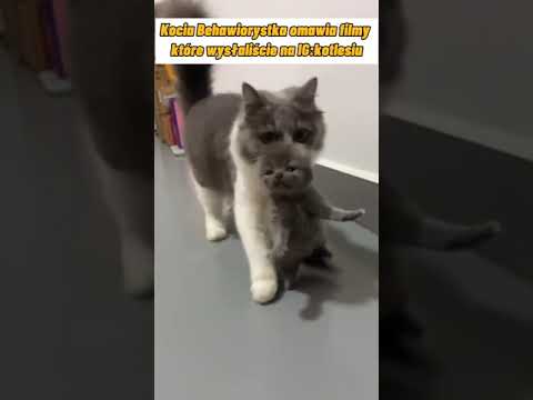 Wideo: Guzy Mózgu U Kotów