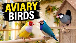 Complete tour of indoor birds jungle. Beautiful Gouldian & Java Finches Daily Routine  🌿❤️