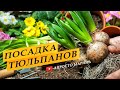 Посадка тюльпанов с Императорским Рябчиком.