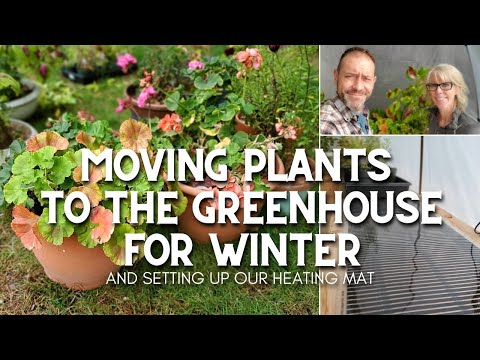 Video: Winterizing Foxglove Plants - Cách Chăm sóc Găng tay Fox vào mùa đông