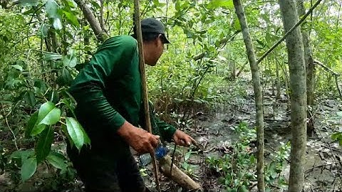 lội rừng ngập mặn bắt vọp