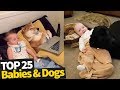 Dogs And Babies Are Best Friends - Dogs Babysitting Babies