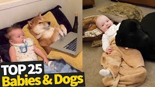 Dogs And Babies Are Best Friends - Dogs Babysitting Babies